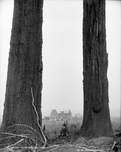 Douglas fir trees, Vancouver, B.C., 1887. Reversed glass plate negative © McCord Museum